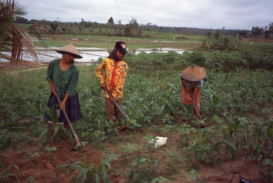 elmhirst2.jpg elmhirst2.jpg